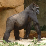 Gorilla at the Cincinnati Zoo