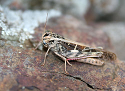 Common Grasshopper on a rock