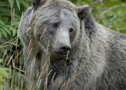Female grizzly bear in Yellowstone National Park, U.S.A.