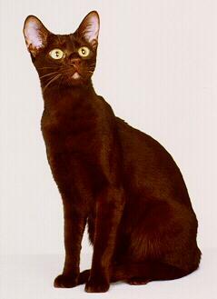 Image of Havana Brown cat breed