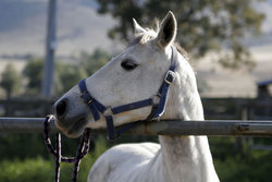 Horse's profile, Australia