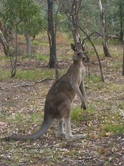 A Kangaroo seen in Canberra