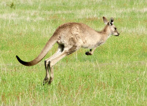  A Young Eastern Grey Kangaroo in Motion