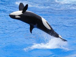 Orca, jumping upside-down.