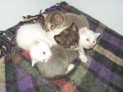 A litter of Manx kittens