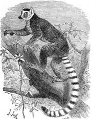 Ringtail Lemur (Lemur catta)