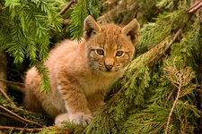 Lynx kitten in trees.
