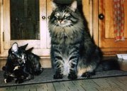 A brown mackerel tabby colored Maine Coon adult male (right) next to an average sized adult mixed breed female