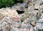 At Cedar Breaks, a marmot's (lower right) natural camouflage hides it in a pile of rocks, a common habitat.