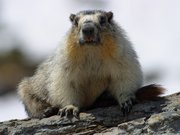 Yellow-Bellied Marmot in Glacier National Park (Canada)