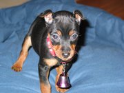 A Miniature Pinscher puppy