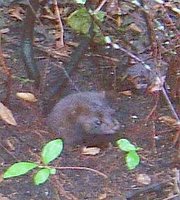 An American Mink, Mustela vison, in the wild.