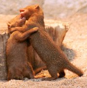 Dwarf mongooses wrestling