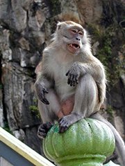 Cynomolgus Monkey at Batu Caves, Malaysia