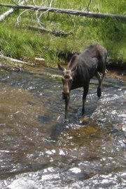 A moose crossing a river.