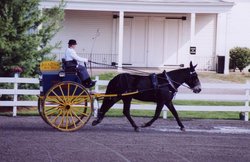 John Henry - At Walnut Hill Carriage Competition