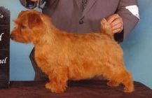 A Norfolk Terrier at a Dog show