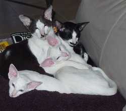 A pile of Orientals - Two white, one blue and white bicolor, and one ebony and white bicolor.