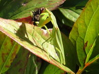 Praying mantis feeding on a fly