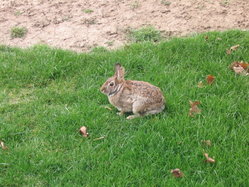 A Wild Rabbit sitting in the United States