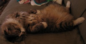 A longhaired Scottish Fold laying on his back.