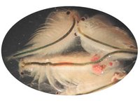 Artemia salina, sometimes known as "Sea-Monkeys"