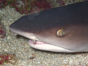 Closeup of a Whitetip reef shark