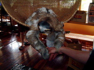 Three toed sloth in a Costa Rican rehabilitation center.