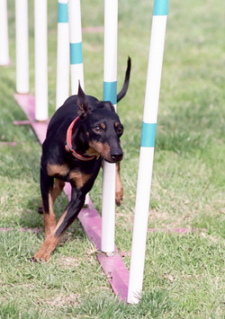 A Toy Manchester Terrier competing in dog agility.