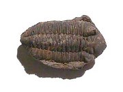 The trilobite Metacryphaeus caffer from the Devonian of Bolivia