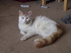 Immature male red tabby Turkish Van (after a romp in the fireplace)
