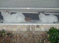 Black and White Turkish Van female (right) and Red Tabby and White Turkish Van male (left) in a window