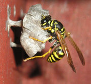 Polistes wasp building nest in California