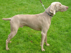 The Weimaraner's coat color led to its nickname of the Silver Ghost.