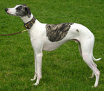White whippet with brindle saddle and head