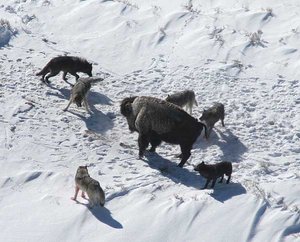 A wolf pack baiting an American Bison.
