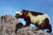 A wolverine standing on a rock.