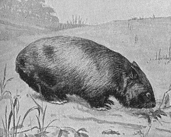 Line drawing of a Wombat from a 1911 encyclopedia