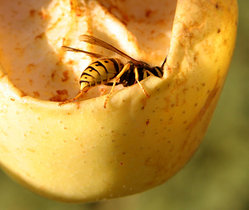 Wasp eating an apple